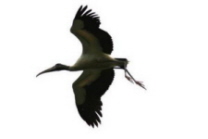 Endangered Wood Stork